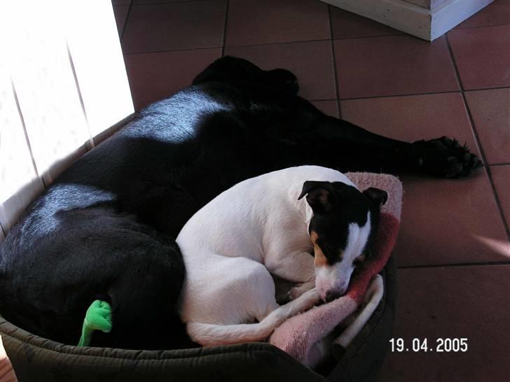 Jack russell terrier Fila billede 10