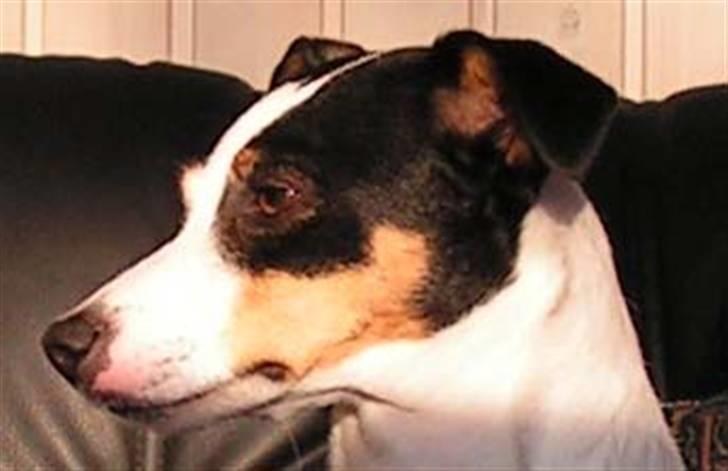 Jack russell terrier Fila billede 11