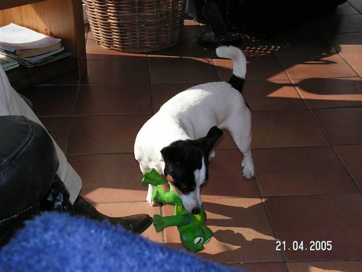 Jack russell terrier Fila - Leger med sin ELSKEDE frø!! billede 12