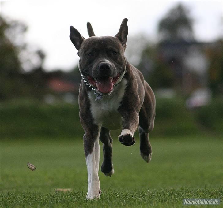 Amerikansk staffordshire terrier psycho - er sgu da en lækker fyr ;) billede 6