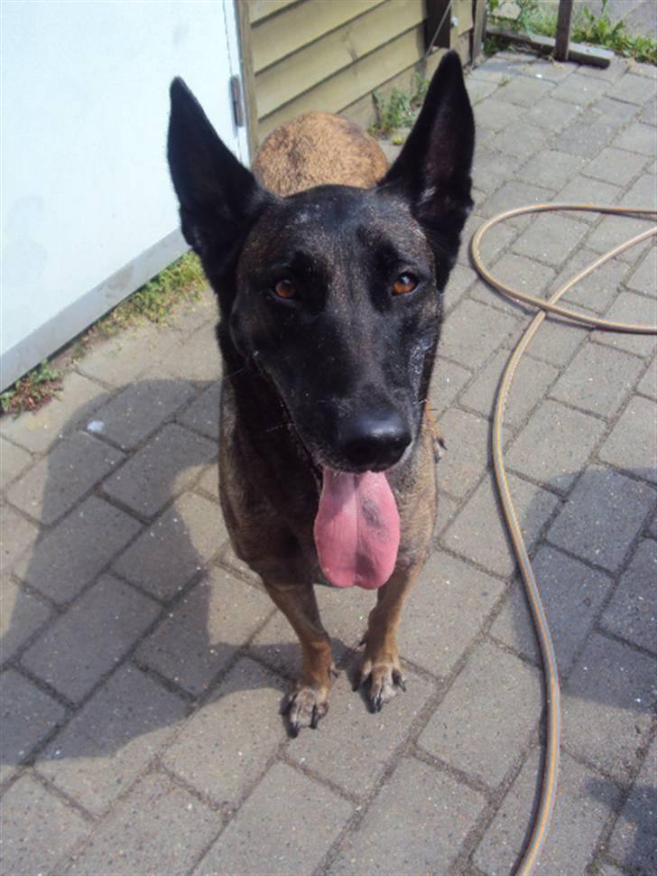 Malinois »' [Mira]  - du er virkelig savnet minskat :´(<33 billede 6