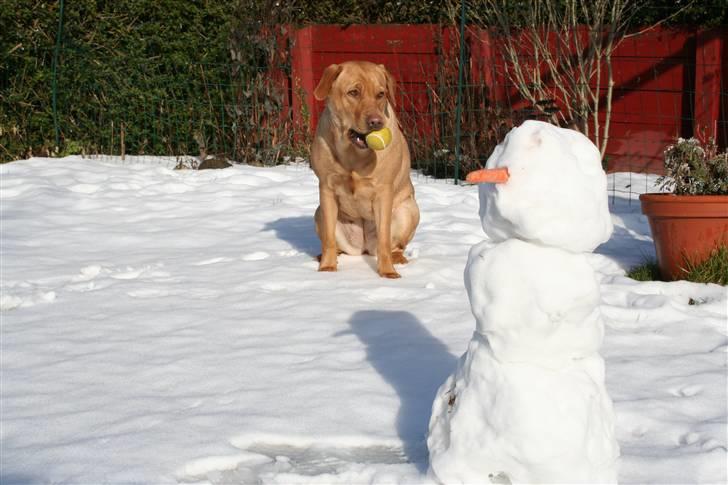 Labrador retriever molly R.I.P billede 7