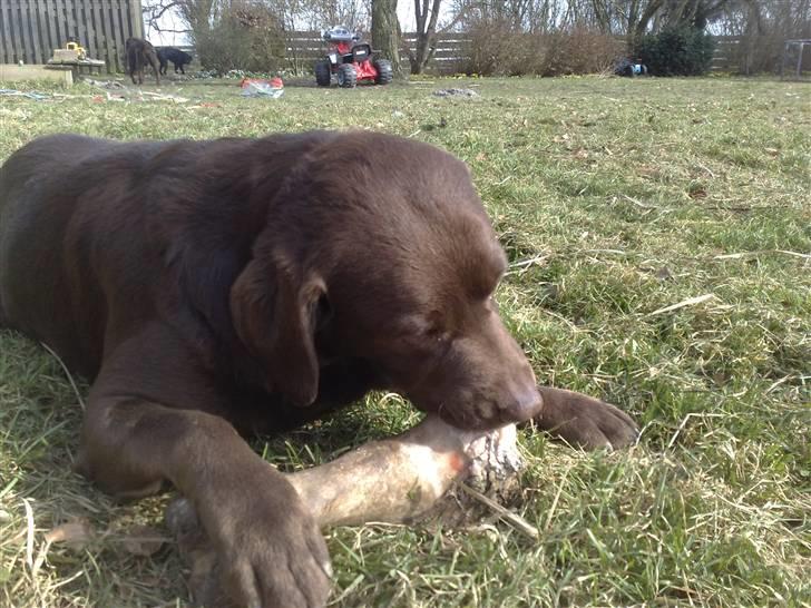 Labrador retriever kenzo<3 R.I.P min prins ;'( - kenne´miin<33 billede 11