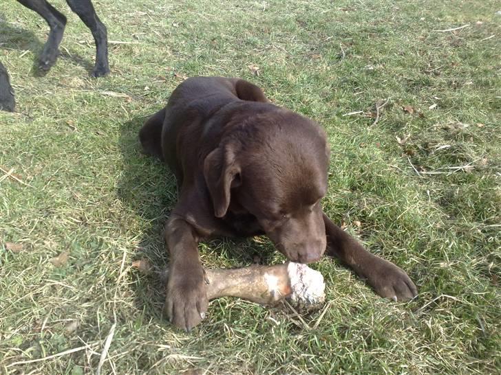Labrador retriever kenzo<3 R.I.P min prins ;'( - miin kenne! <3 ;D  billede 12