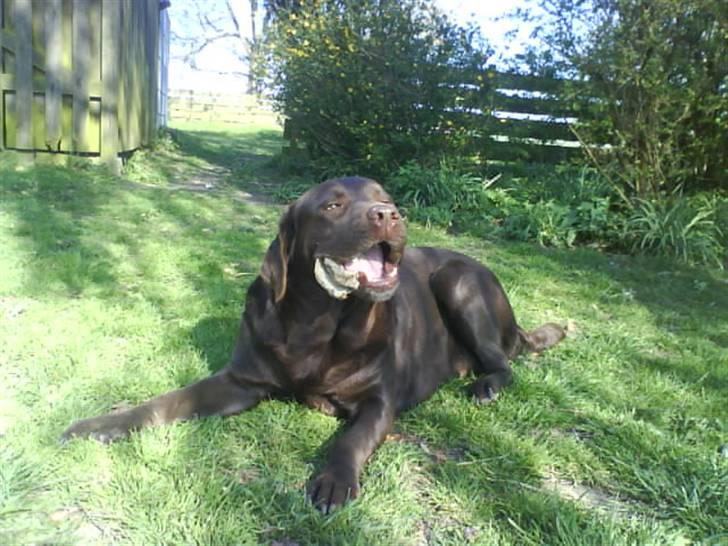 Labrador retriever tikki<3 R.I.P :'( - tikki <3 billede 8