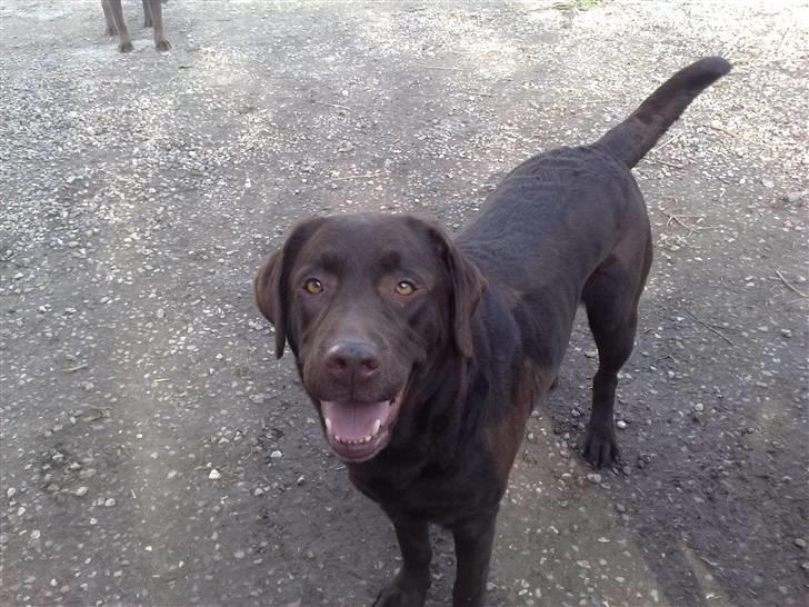 Labrador retriever tikki<3 R.I.P :'( - tikker piqen<33 eller (flæsk´hunden) <33  billede 9