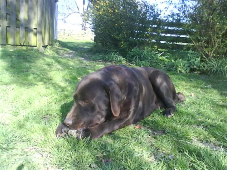 Labrador retriever tikki<3 R.I.P :'( - tikki  ;D <33  billede 10