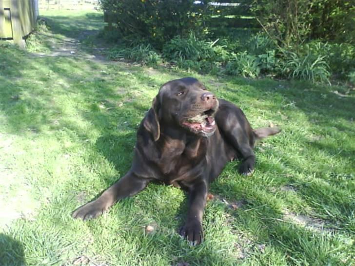Labrador retriever tikki<3 R.I.P :'( - fede<3 ;D  billede 11