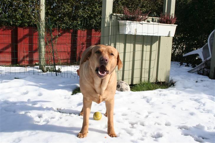 Labrador retriever molly R.I.P billede 8
