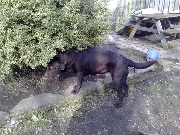 Labrador retriever tikki<3 R.I.P :'( - tikker´miin <33  billede 12