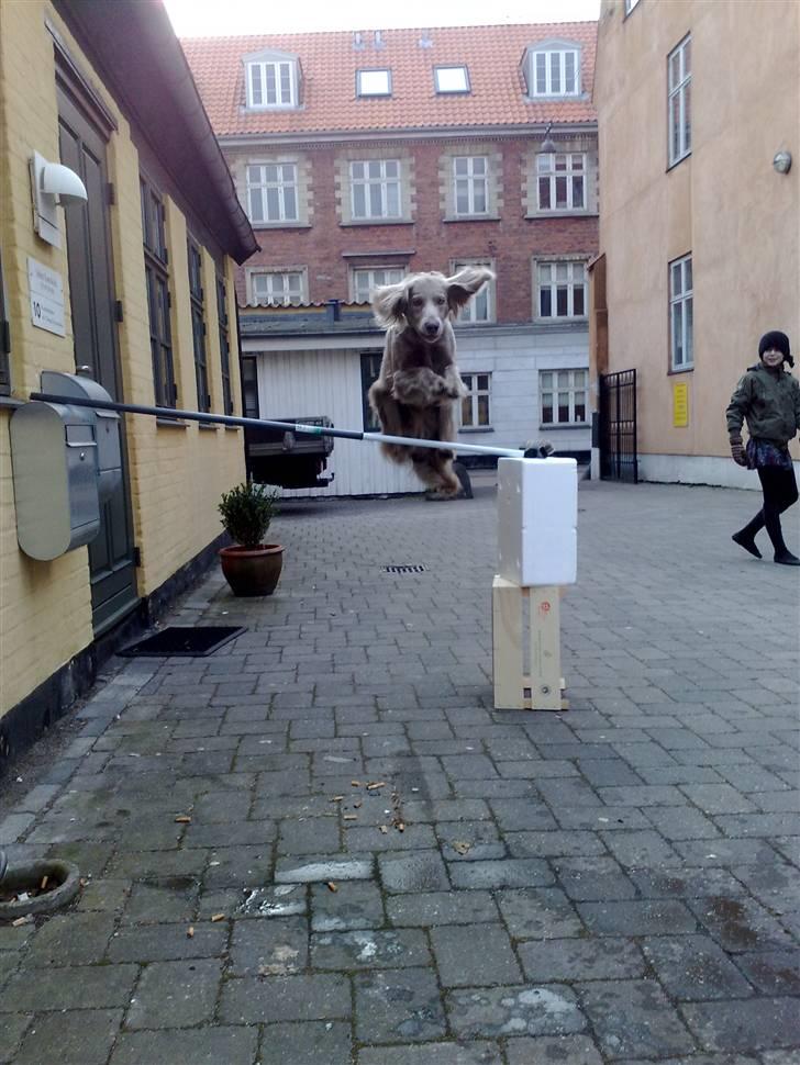 Langhåret Weimaraner Luna - Luna spirnger 1 m. højt ! billede 6