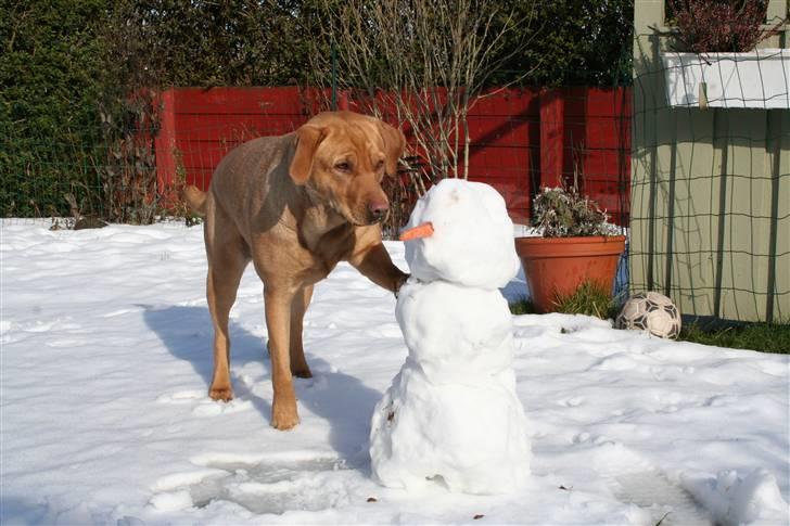 Labrador retriever molly R.I.P billede 9