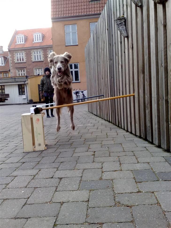 Langhåret Weimaraner Luna - Jubii.. springer lille (55cm.) dobelt spring billede 7