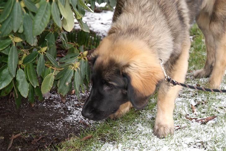 Leonberger Nahla  - 6 måneder billede 15