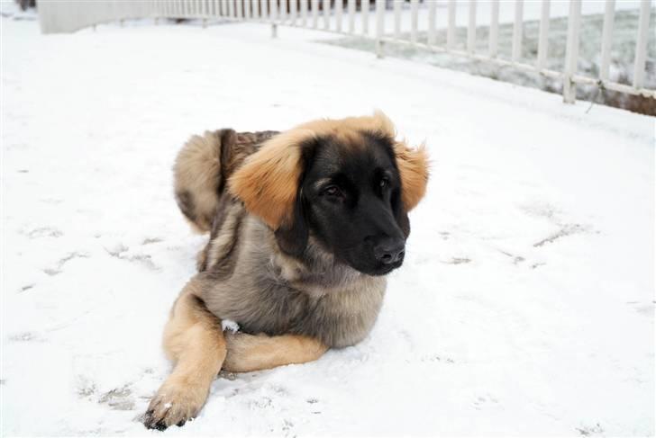 Leonberger Nahla  - 6 måneder billede 16
