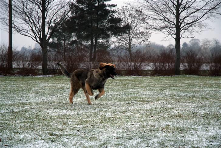 Leonberger Nahla  - 6 måneder billede 17