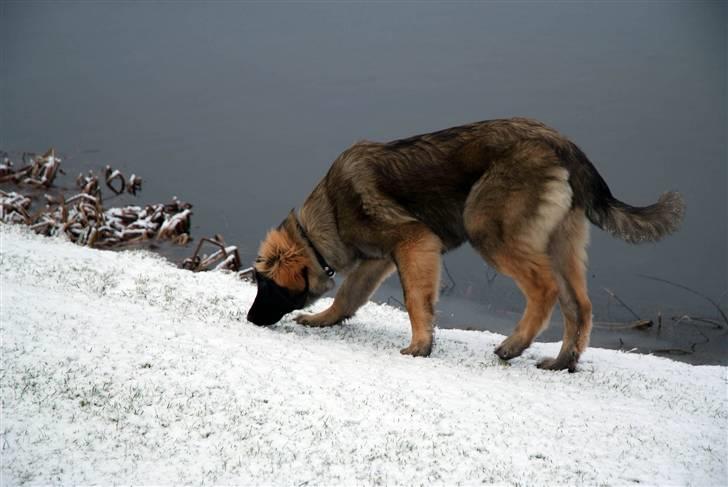 Leonberger Nahla  - 6 måneder billede 18