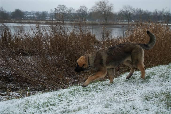 Leonberger Nahla  - 6 måneder billede 19