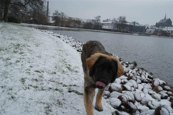 Leonberger Nahla  - 6 måneder billede 20