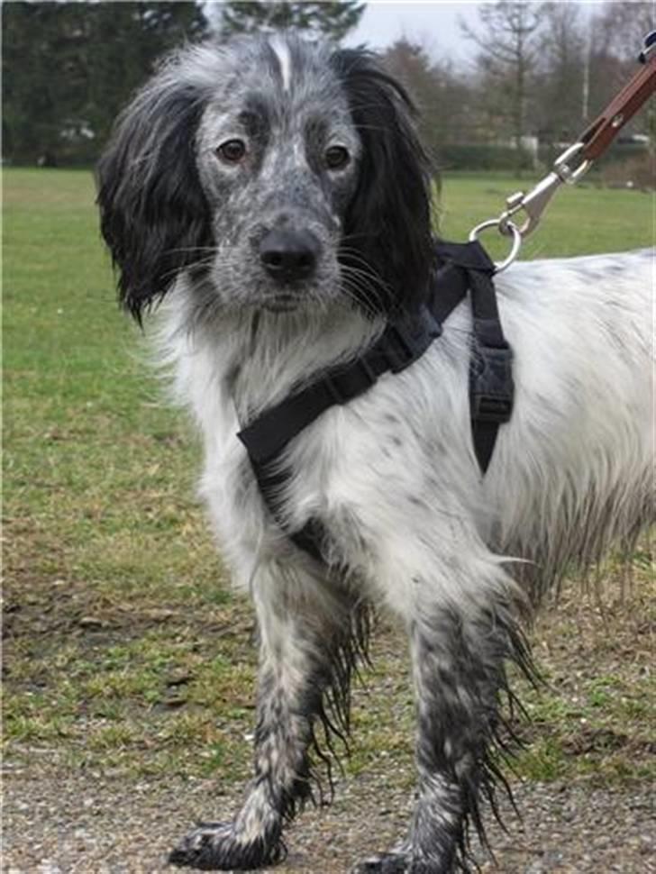 Blanding af racer Aslo - Aslo til hyrdehundetræf billede 1