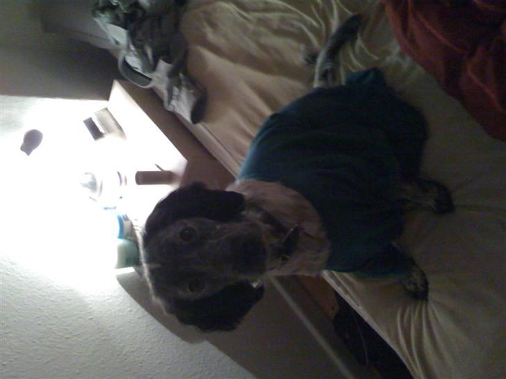 Blanding af racer Aslo - Hehe han finder sig i mange ting - ligner en rigtig skater :) billede 3