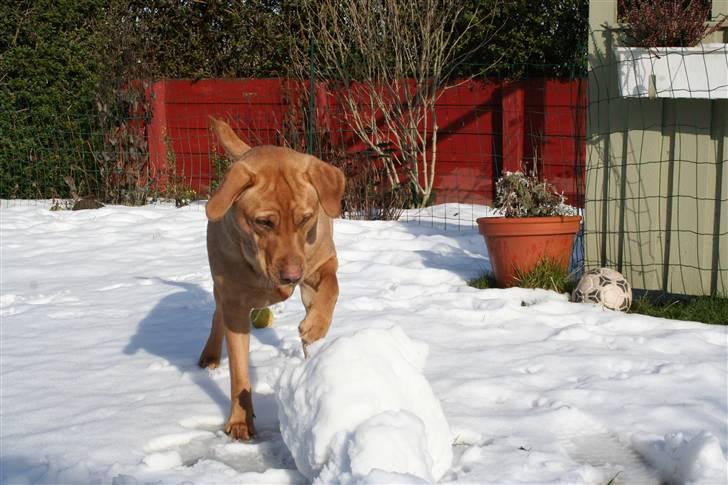 Labrador retriever molly R.I.P billede 10