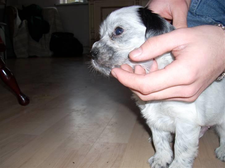 Blanding af racer Aslo - Aslo som helt lille billede 4