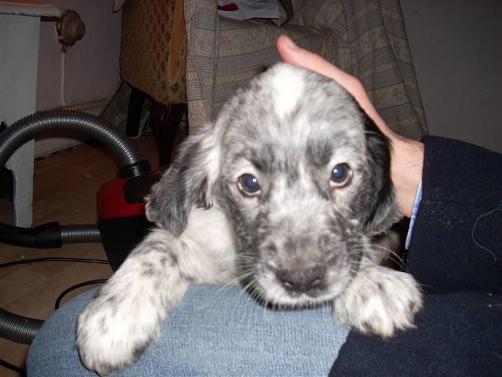 Blanding af racer Aslo - Som Aslo så ud, da vi hentede ham. billede 5