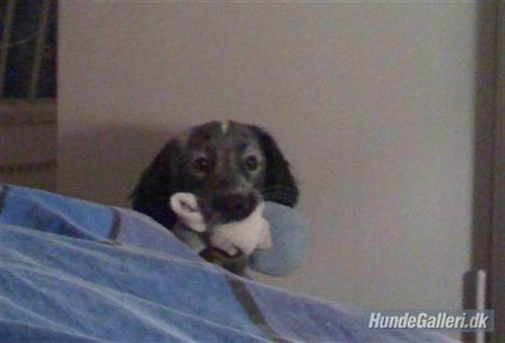 Blanding af racer Aslo - Sokkedyret Aslo - typisk ham at komme ind at vise, hvad han har fundet :) billede 7