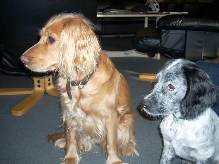 Blanding af racer Aslo - Aslo sammen med min gamle hund Trunte - hun lærte at holde af ham, og det endte med, at de legede godt sammen billede 8