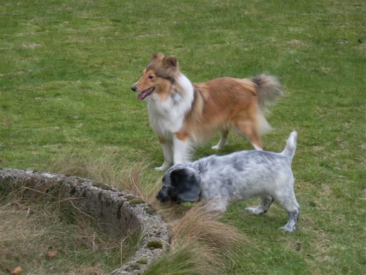 Blanding af racer Aslo - Aslo med sin søde legekammerat Sonja billede 9