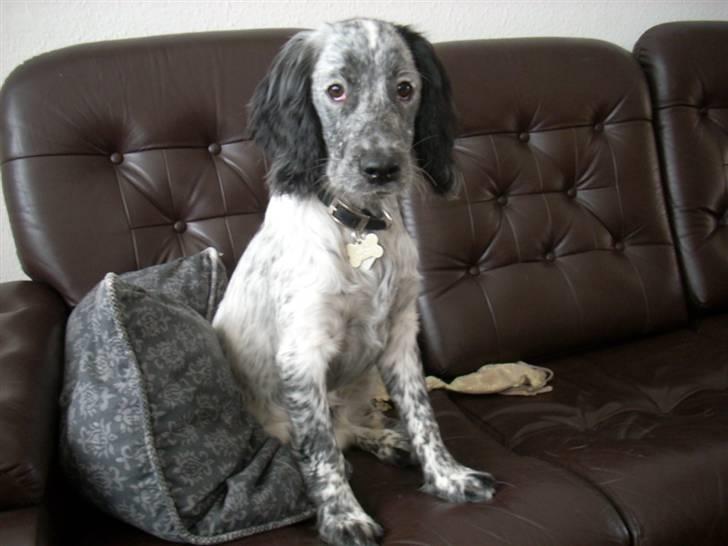 Blanding af racer Aslo - Aslo ser tv i sofaen - er lidt misfornøjet, fordi jeg står foran tv´et :) billede 10