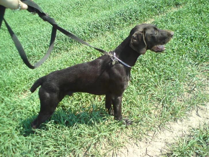 Langhåret hønsehund rokco<3 R.I.P. ;'( - velkommen til tykke´miin<3 ;D billede 1