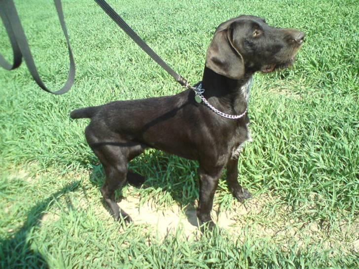 Langhåret hønsehund rokco<3 R.I.P. ;'( - tykke´min!<3 billede 2