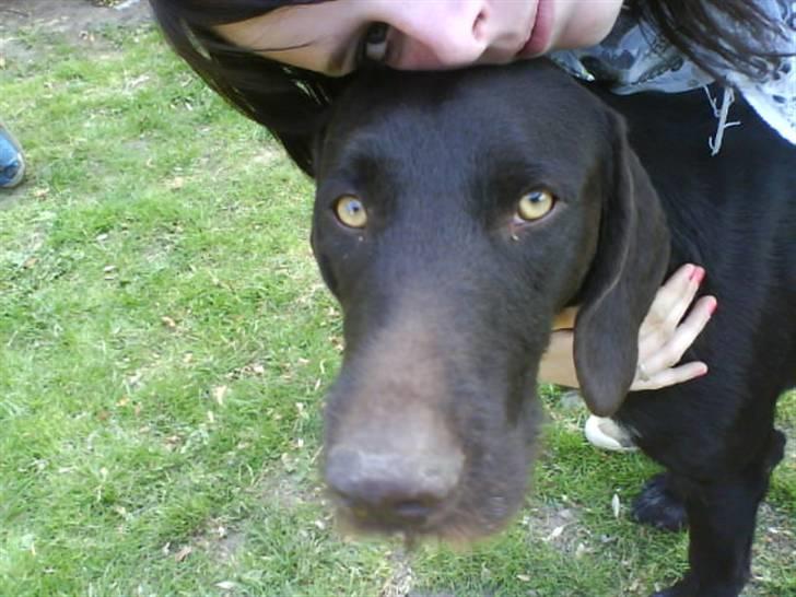Langhåret hønsehund rokco<3 R.I.P. ;'( - tyk´sak<3 & miiq <3 ;D billede 3
