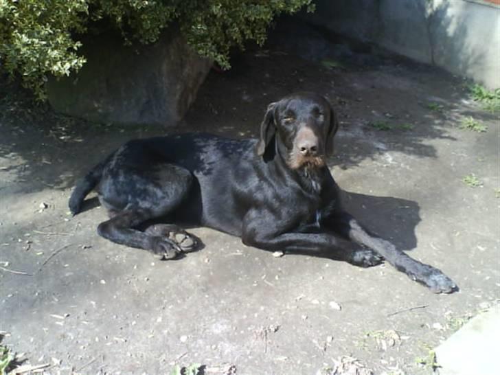 Langhåret hønsehund rokco<3 R.I.P. ;'( - tykke<33 ;D billede 5