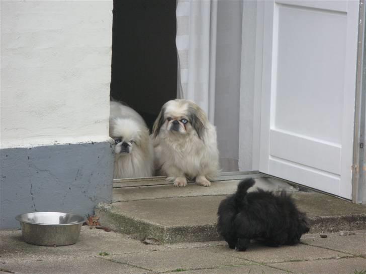 Pekingeser nala - HVAD!!!!! en ny lillesøster? billede 10