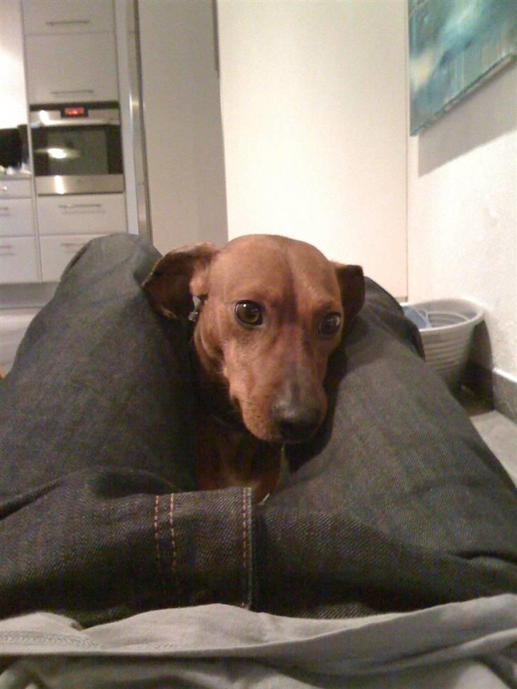 Blanding af racer Anton billede 3