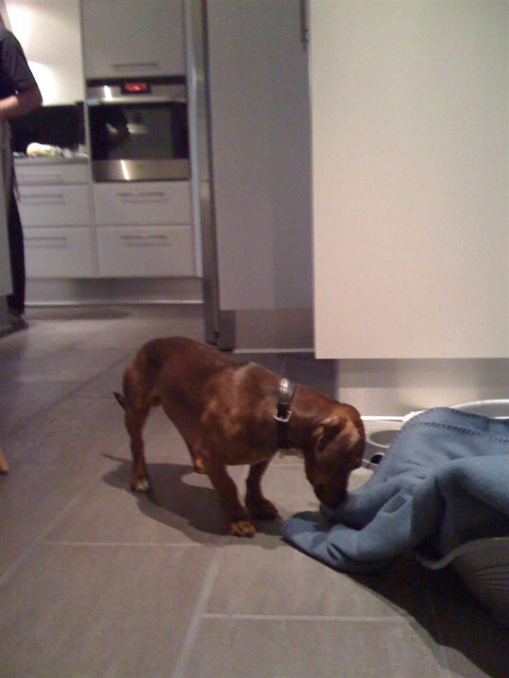 Blanding af racer Anton billede 4