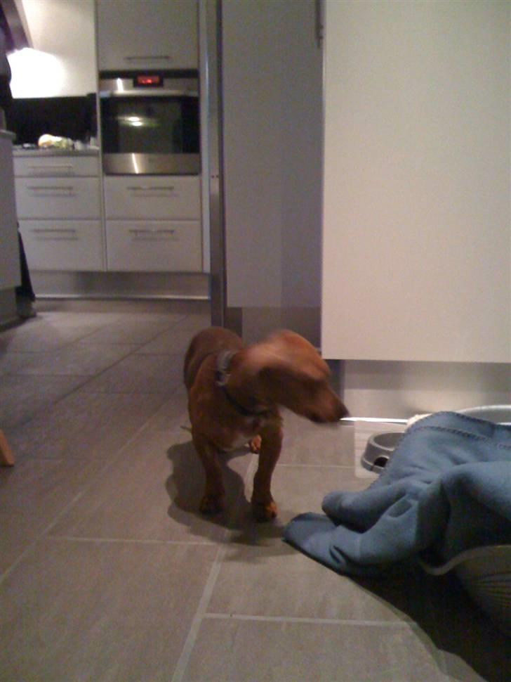 Blanding af racer Anton billede 5