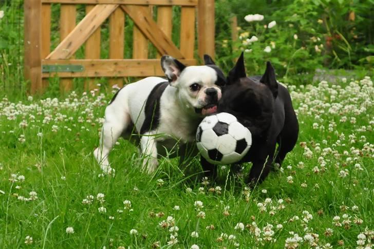 Fransk bulldog *Mimi* *Himmelhund* - Mimle og Tudse spiller fodbold. billede 17