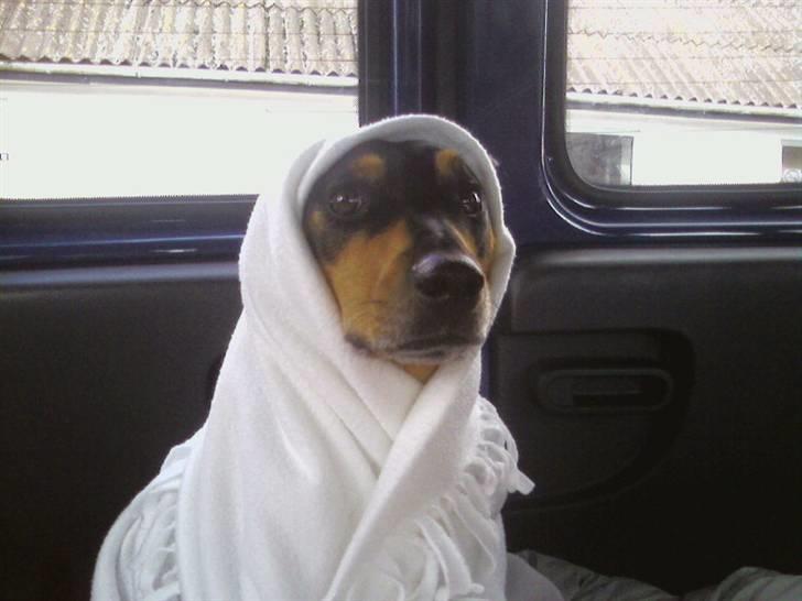 Blanding af racer Bølle - jeg klæder mig ud som egypter HeHe:P billede 11