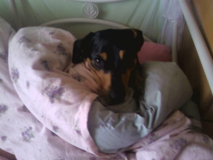 Blanding af racer Bølle - nat nat sov godt alle sammen:P billede 12