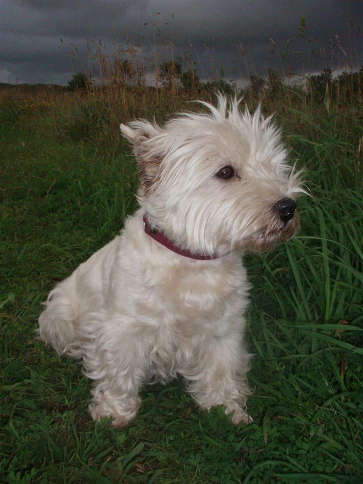 West highland white terrier Minnie - * Velkommen til Minnie´s profil* :D<3 billede 1