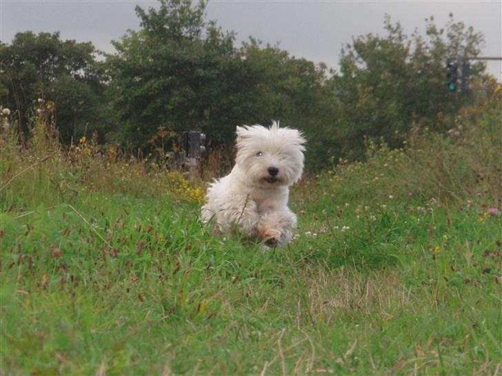 West highland white terrier Minnie - You jump through ice and fire for me! and i will do the same for you! ;D<33 billede 3