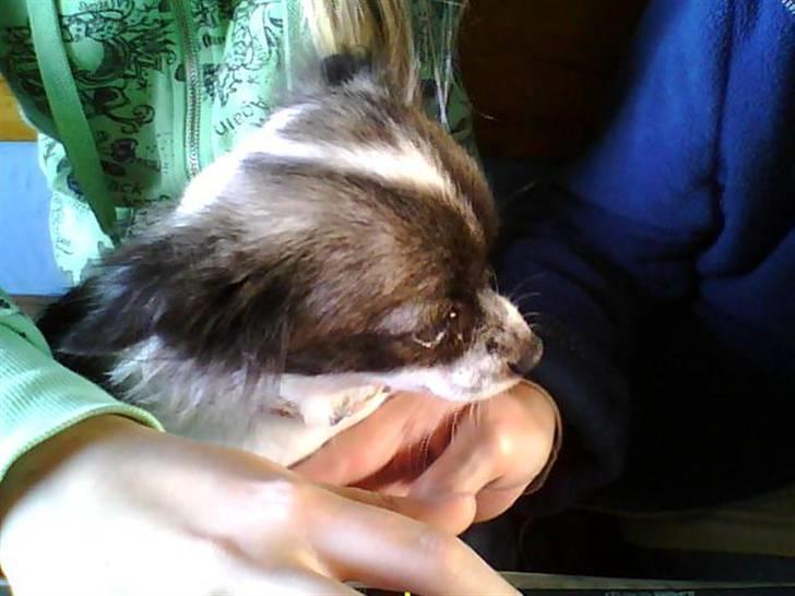 Chihuahua Ronja - Ja, ja, nus mig! billede 5
