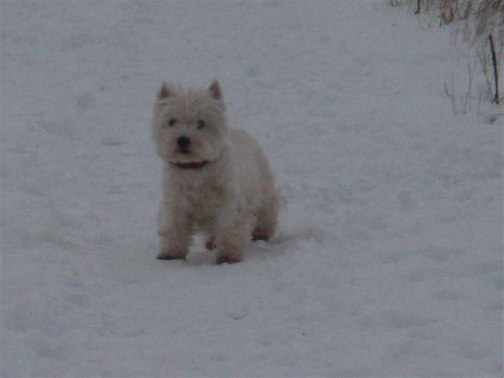West highland white terrier Minnie - Yes, you are my white princesse! :) billede 4