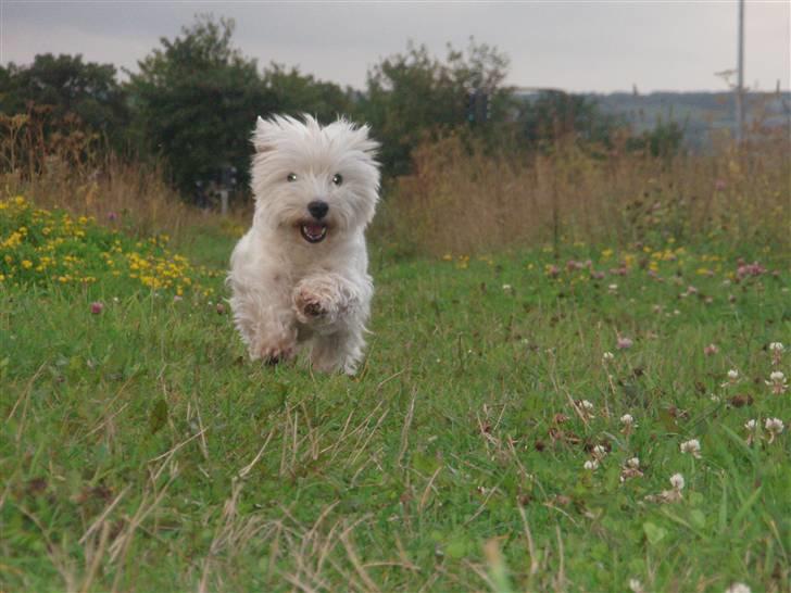 West highland white terrier Minnie - You always come when i call!! ;D billede 7