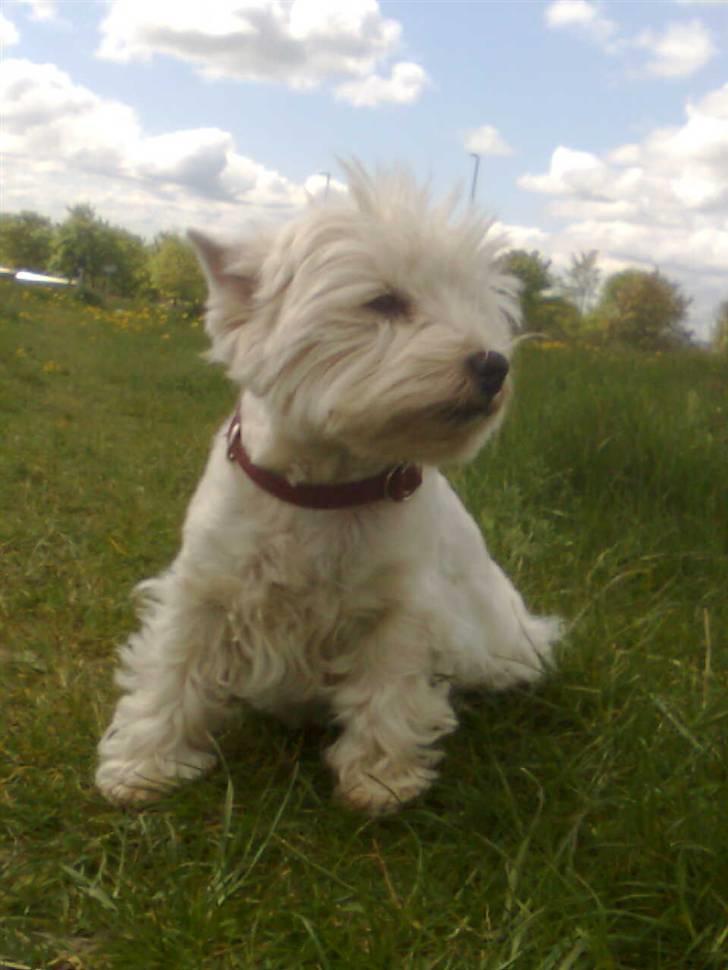 West highland white terrier Minnie - You is one of the most importance persons in my life! :´)<3 billede 10