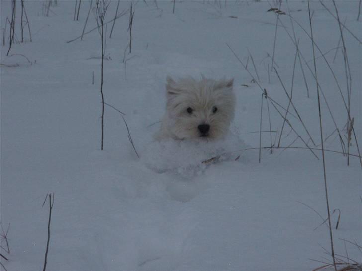 West highland white terrier Minnie - You means everything! ;´)<33 billede 12